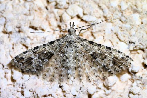 Alucita hexadactyla